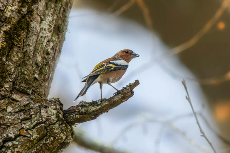 a bird that is sitting on a tree limb