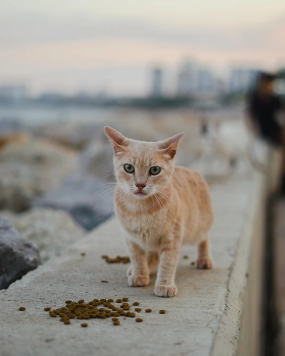 an orange cat standing on top of a concrete wall