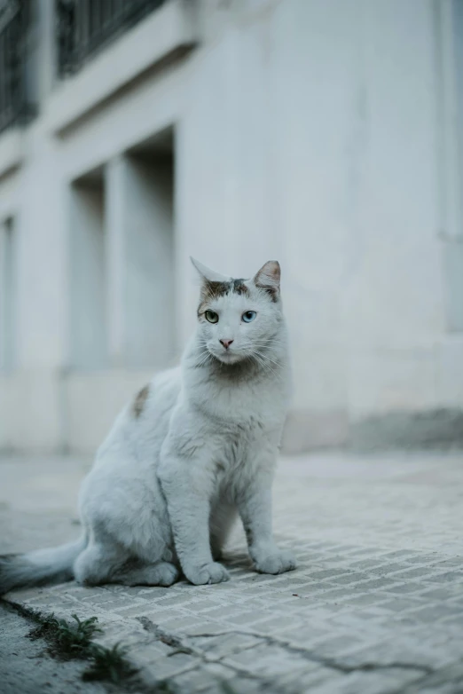 a cat sitting on the ground next to a building