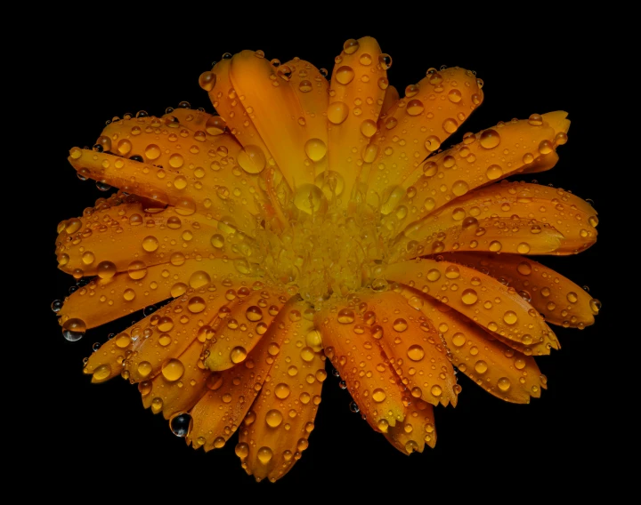 a single yellow flower with lots of water droplets