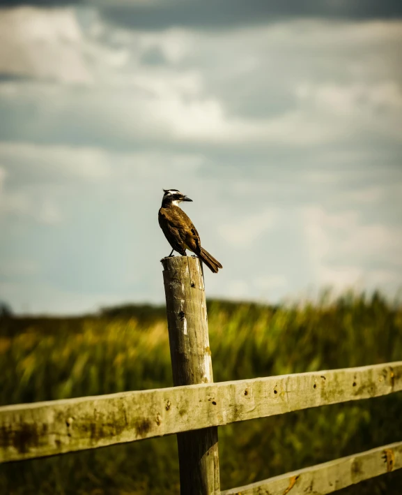 the bird is sitting on top of a wooden post