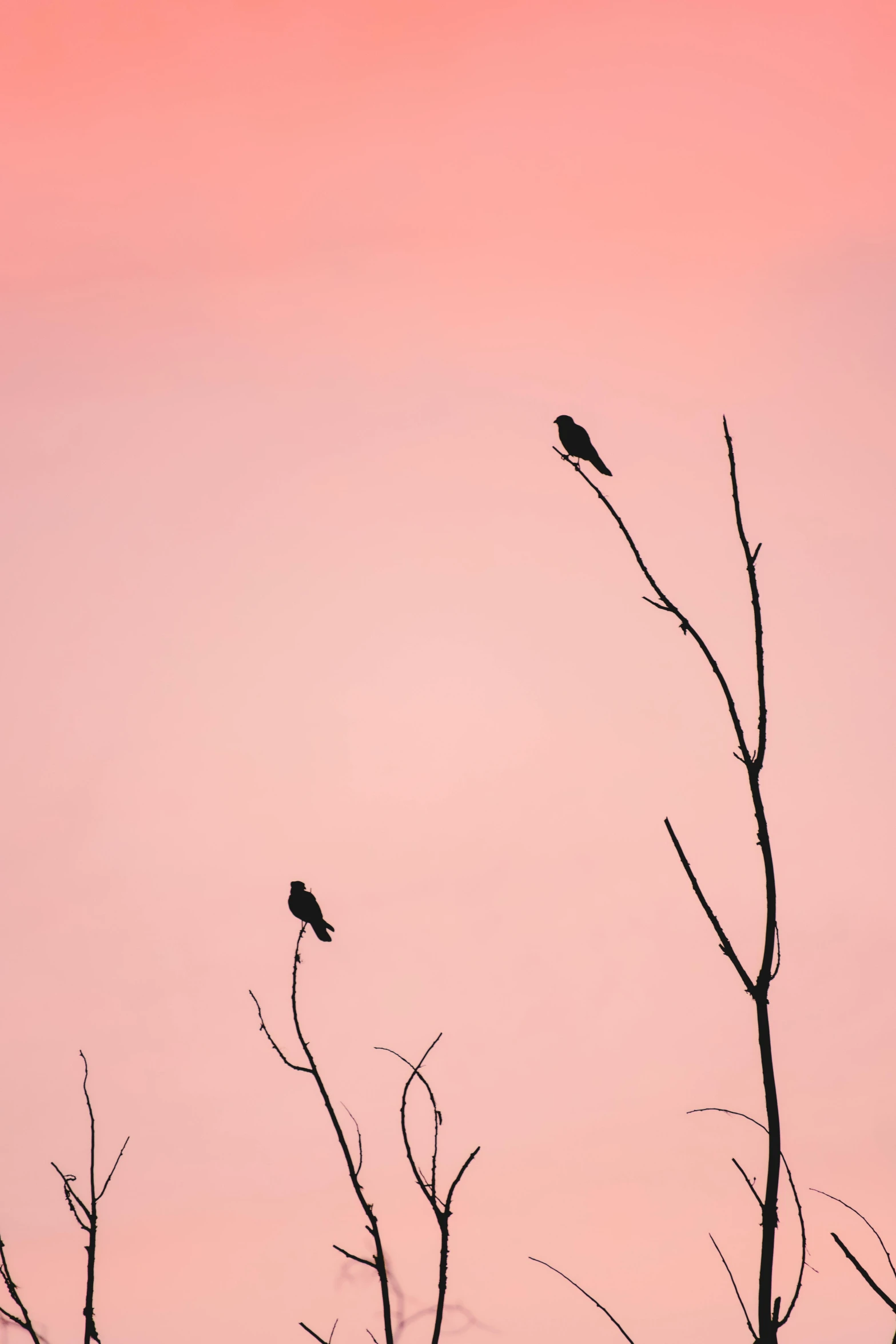 some very pretty birds sitting on top of a tree