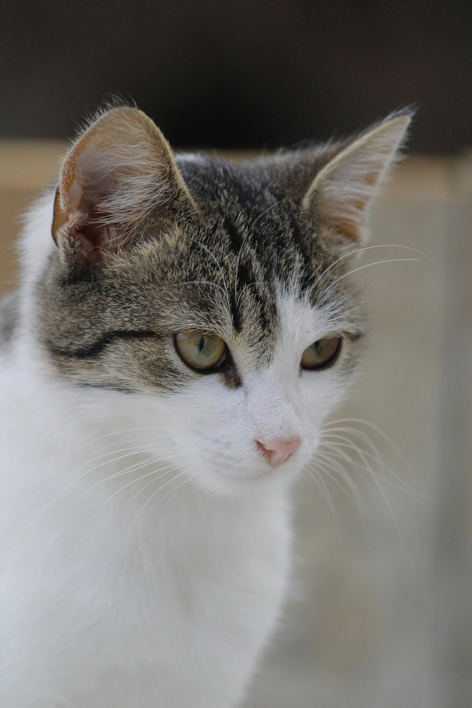 a cat that is standing up looking at the camera