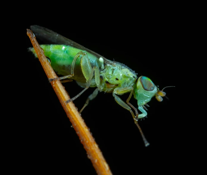 a large green insect that is sitting on a plant