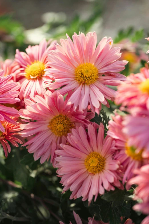 pink flowers with yellow center surrounded by green leaves