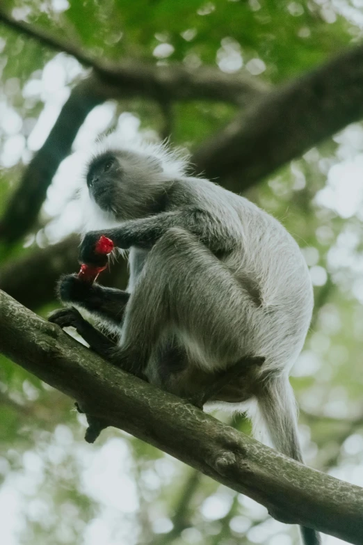 a monkey is eating on a tree nch