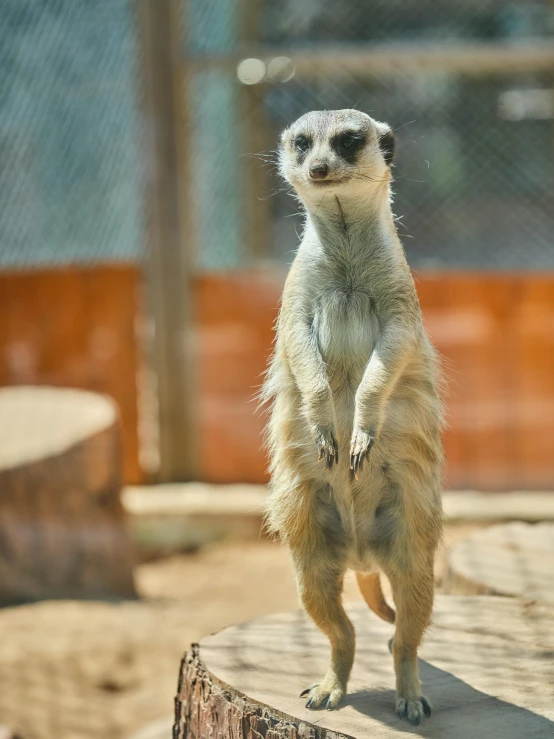 a meerkat stands on one leg while looking towards the camera