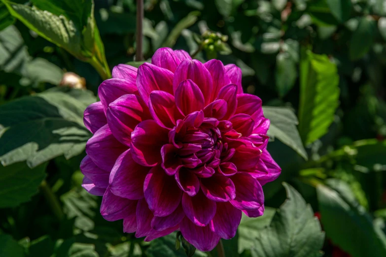 a pink flower in the middle of green leaves