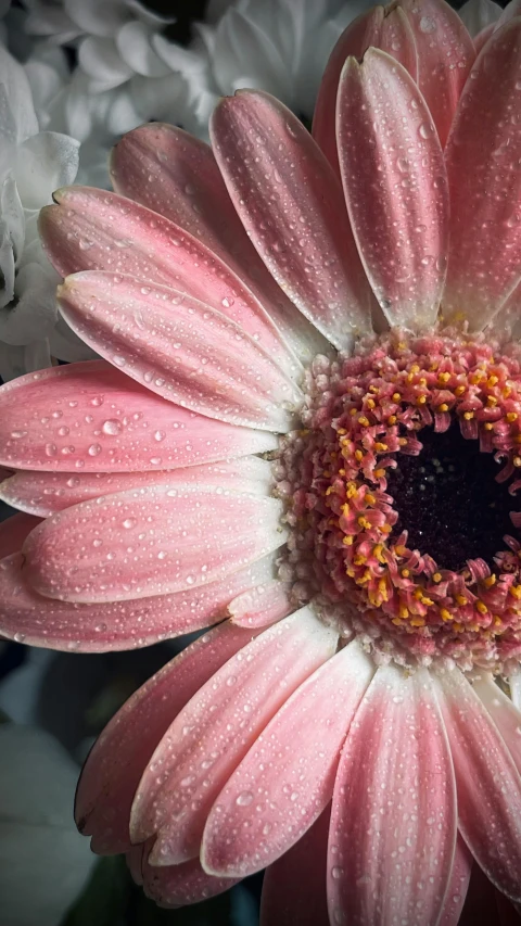 a pink flower with white flowers behind it