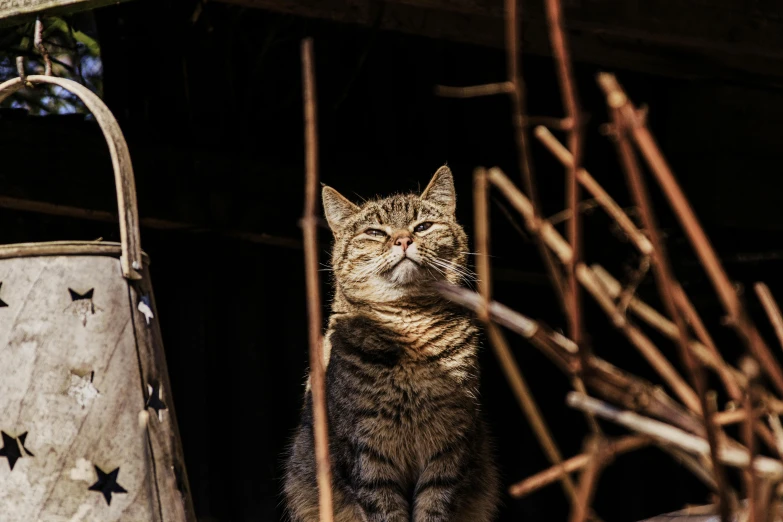 a cat is sitting in the hay and looking upward