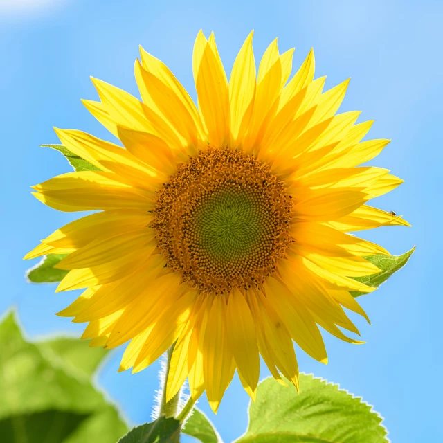 a close up of a bright yellow sunflower