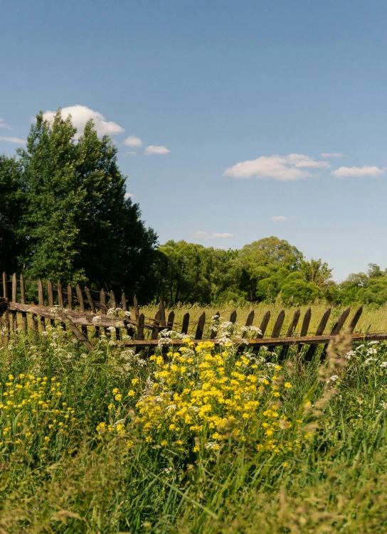 flowers and an empty wooden bench stand in the distance