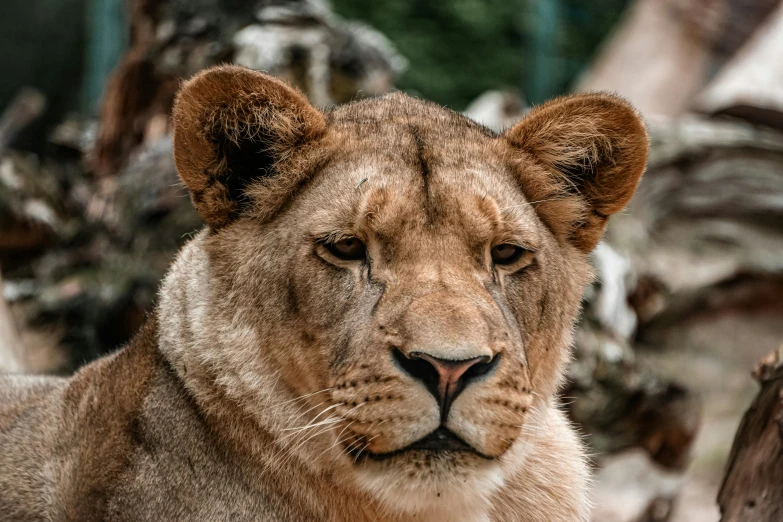 a close - up s of a lion, looking at the camera