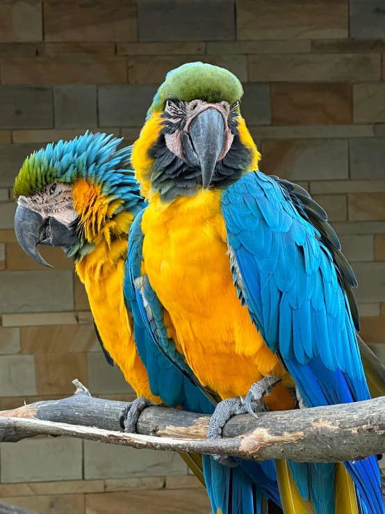 a blue, yellow and green bird perched on a nch