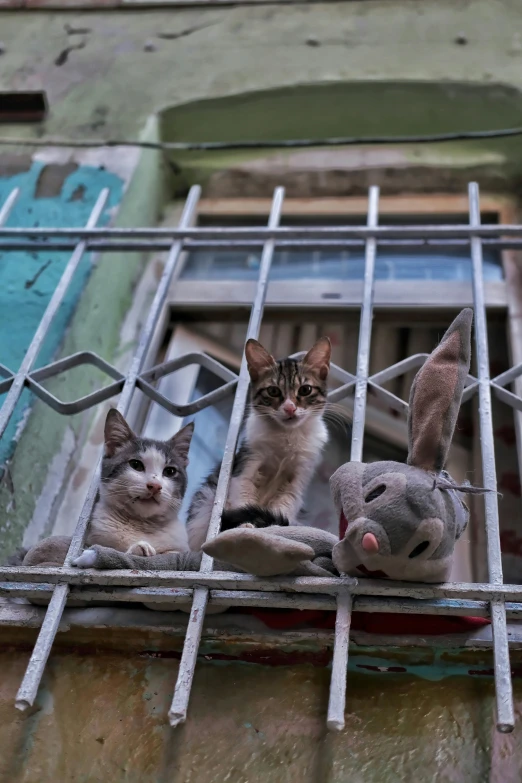 four cats, one cat is sitting on a railing and one has stuffed animal behind bars