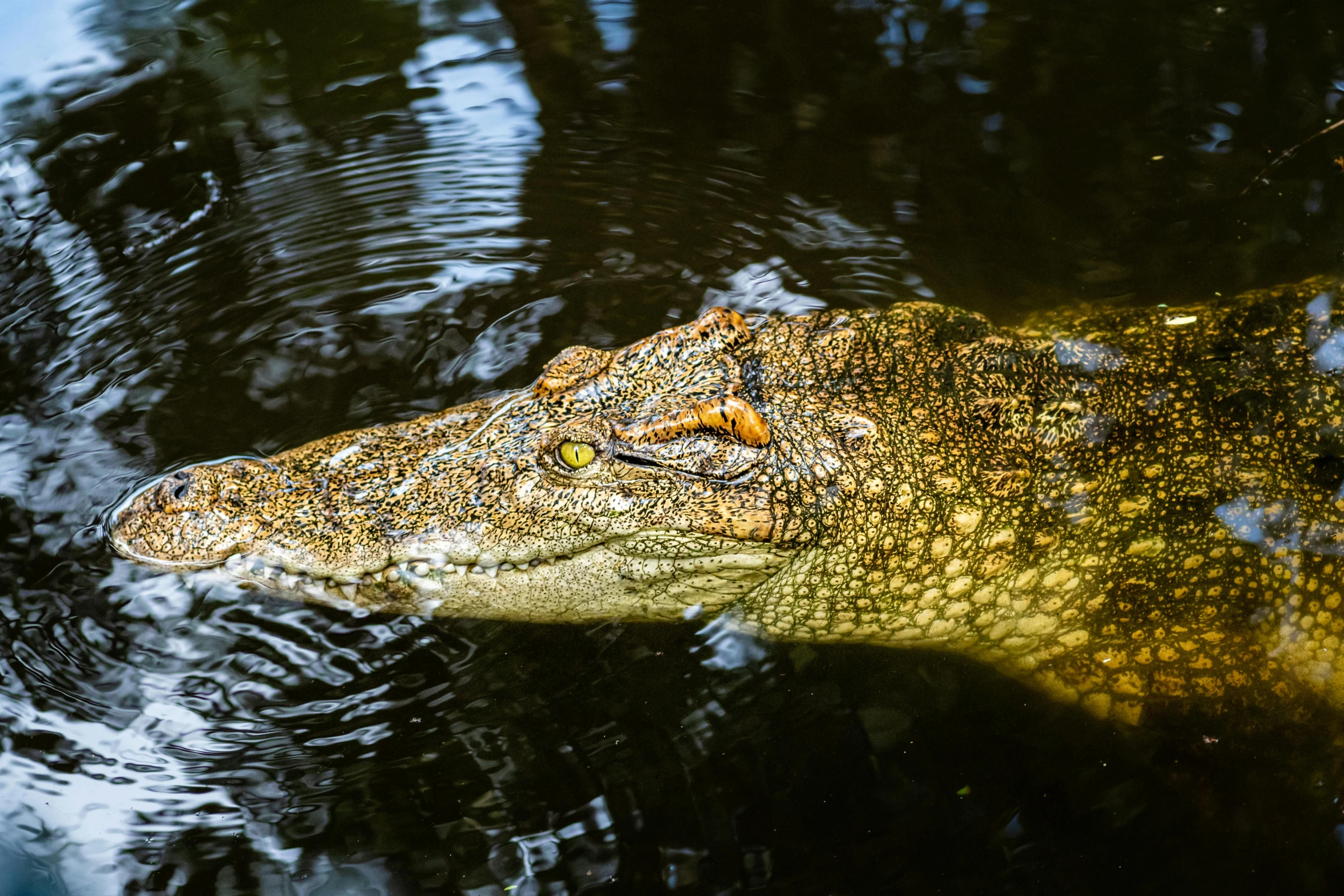 an alligator is swimming alone in the water