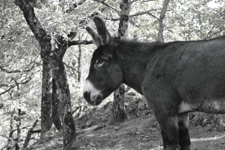 a donkey stands in the woods among trees