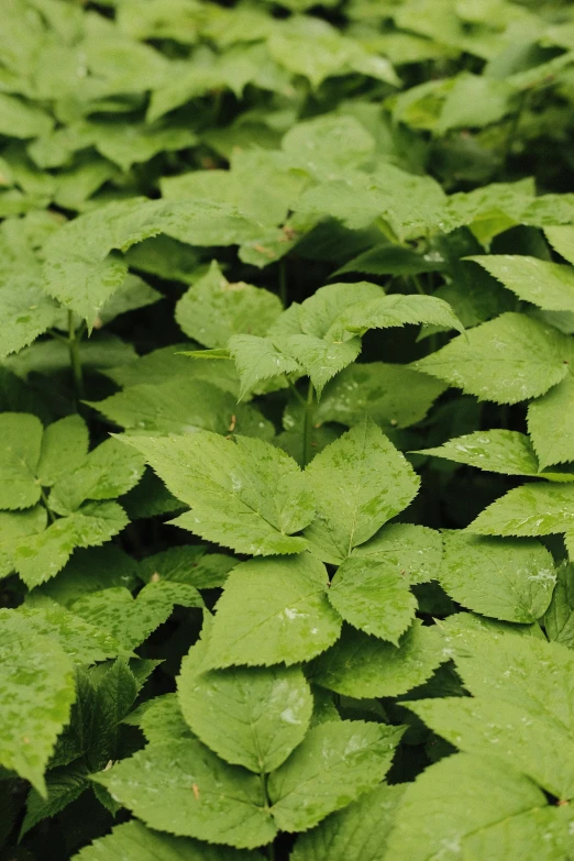 the green leaves of a plant grow in water