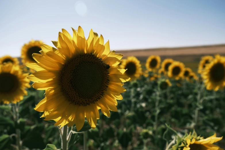 sunflower in a field, with the background of the grass and a field