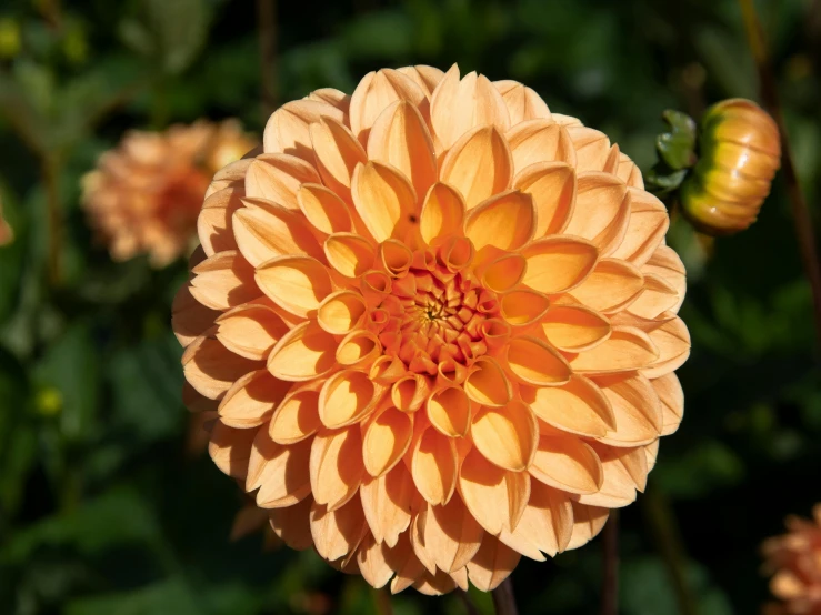 an orange and yellow flower with green background