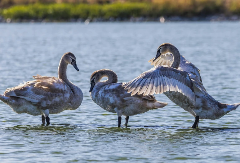 a group of swans are swimming in the lake