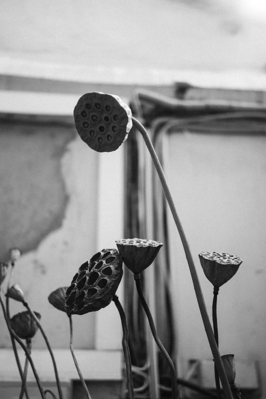 a flower sitting next to a plant in a room