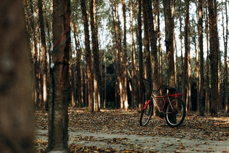 a bicycle leaned against trees in the woods