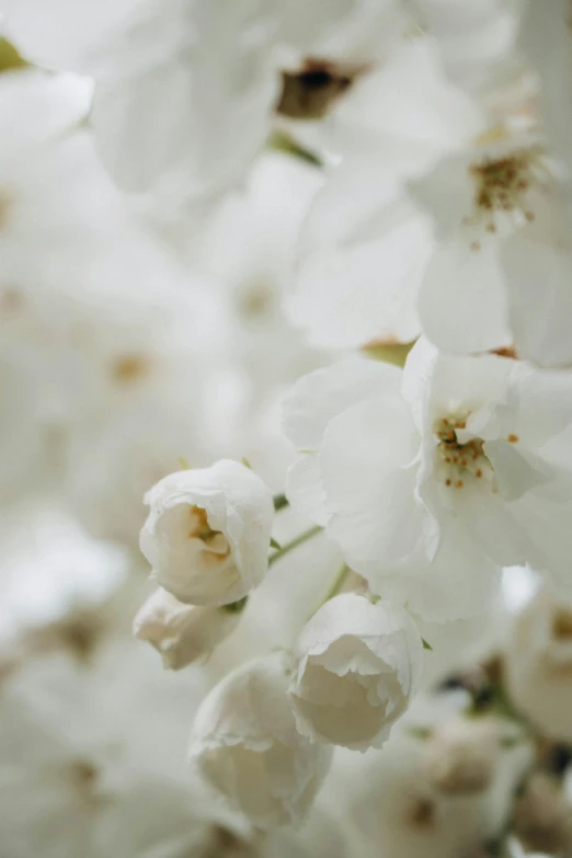 the white flowered nches have very long petals