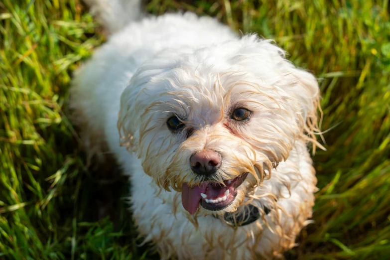 a small white dog has been sitting in the grass