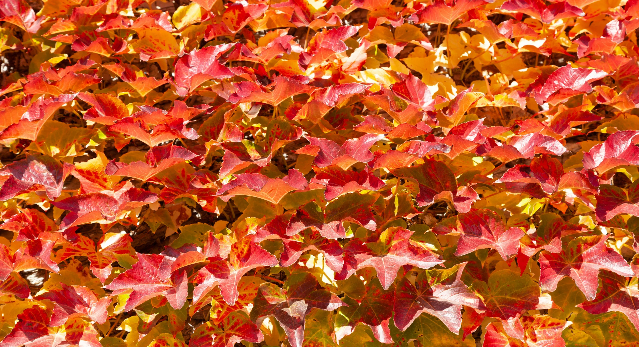 a group of autumn leaves that are in fall