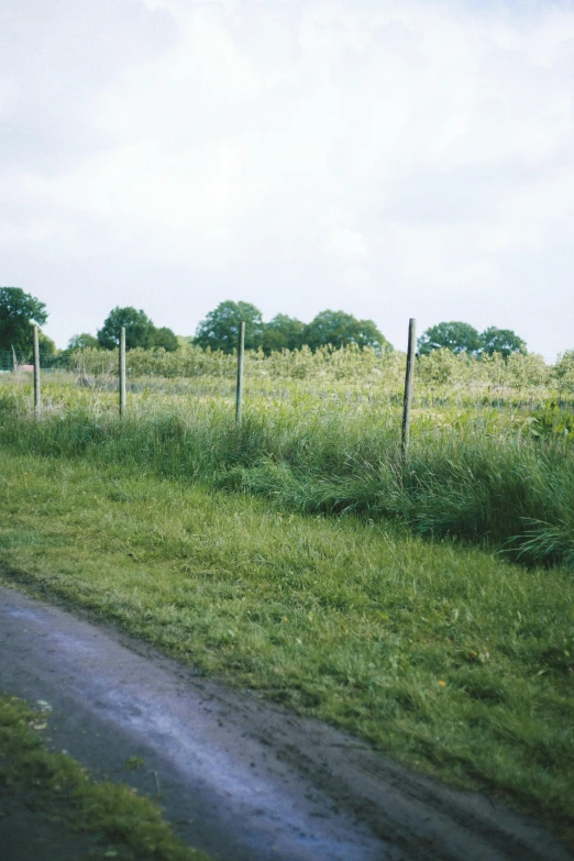 the side view of a grassy field and fence with horses