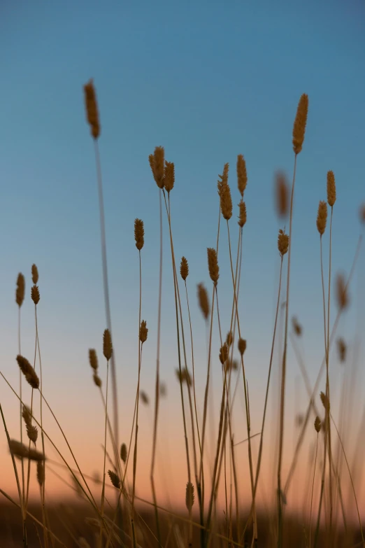 the sun is setting on a clear day, with grass still blooming