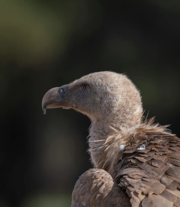 a large bird with very long feathers is standing