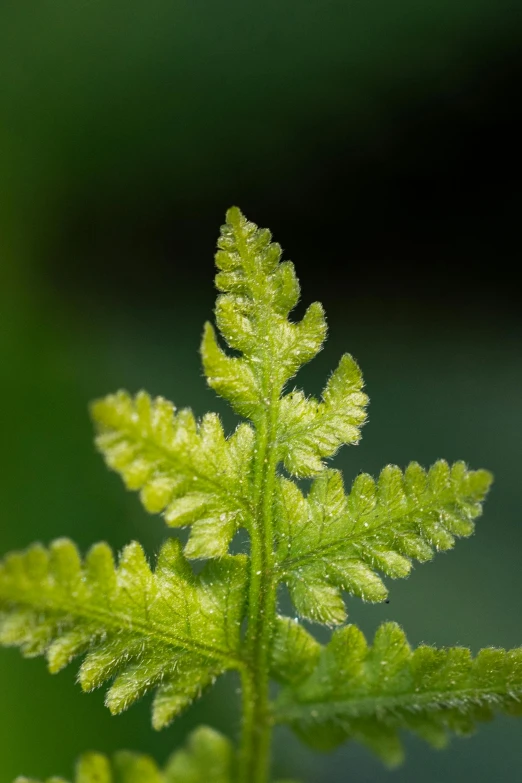 a green plant with tiny leaves and a blurry background