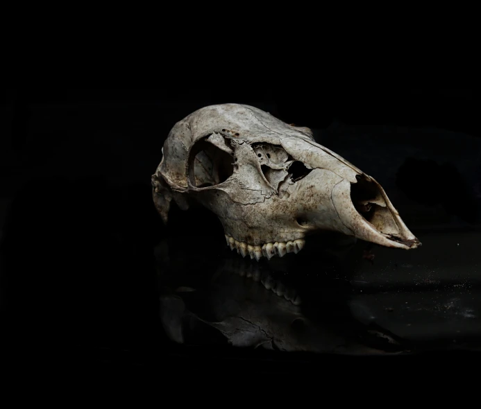 an animal skull in the dark with the lower jaw slightly visible