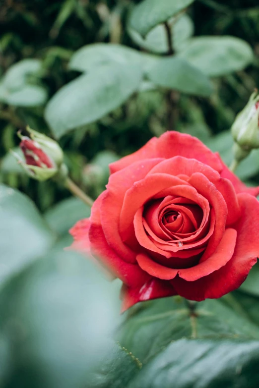 the red rose has some leaves on it