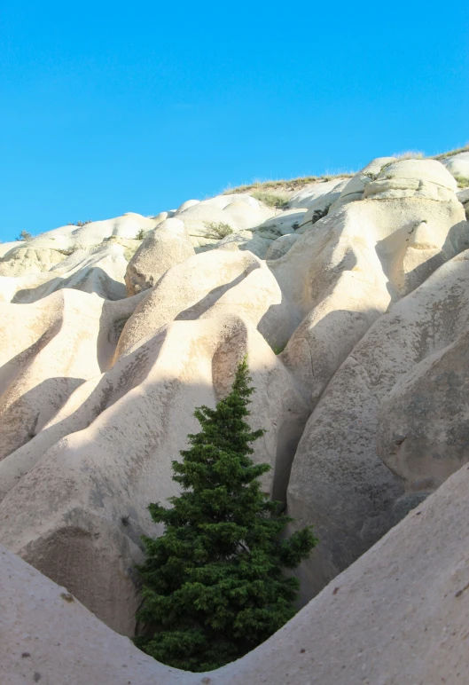 trees stand in the sand next to a rocky landscape