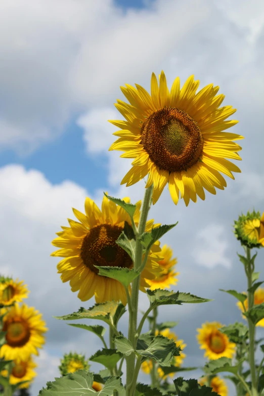 three large sunflowers grow tall and stand in a field