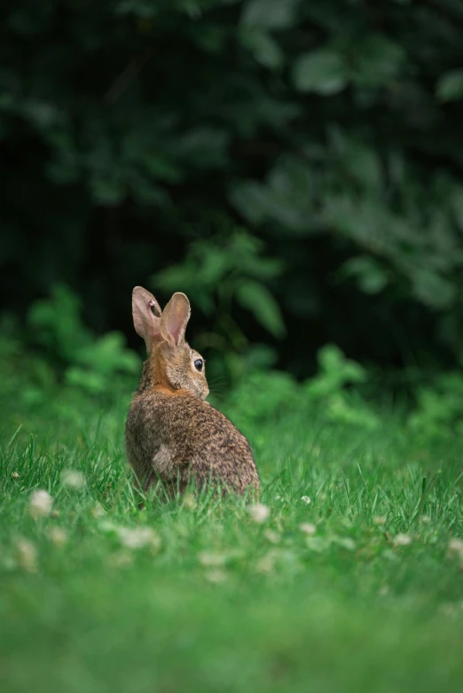 a bunny sitting in a field of green grass