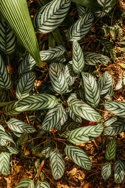 a small group of plants with green leaves on the ground