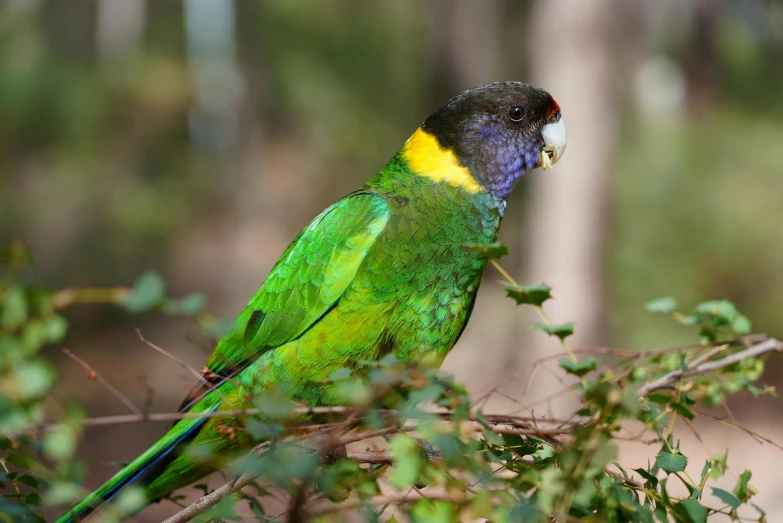 a green and yellow parrot sitting on a nch