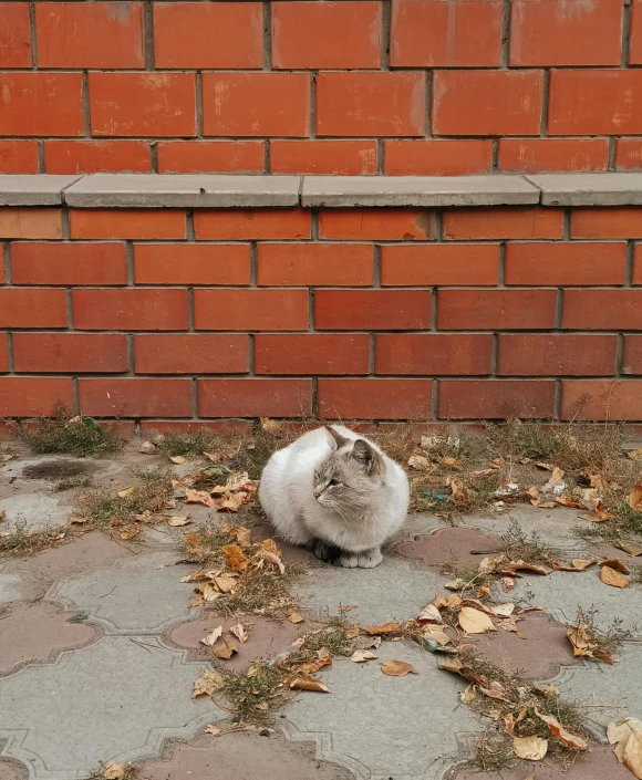 a grey and white cat sitting by a brick wall