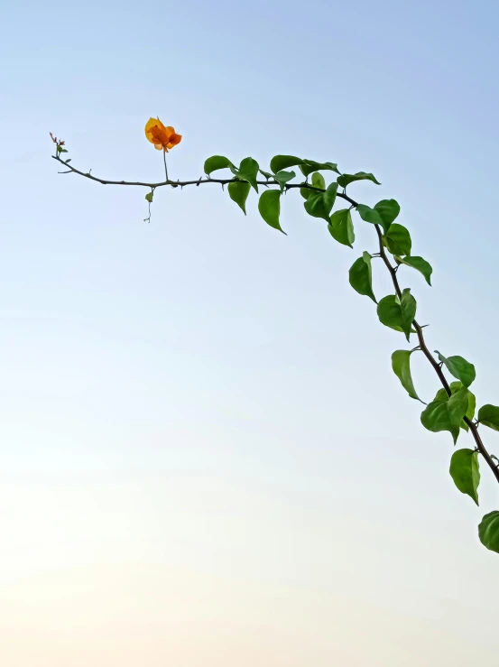 a long stem with leaves, with a flower on top