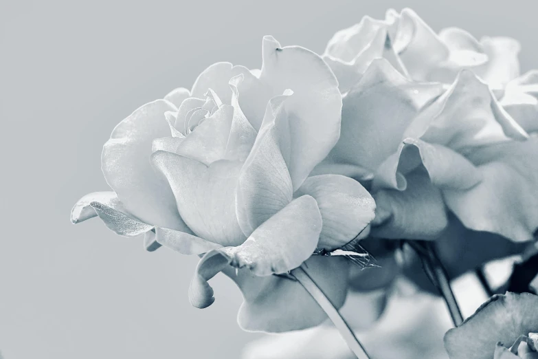 a white rose with dew drops is in black and white