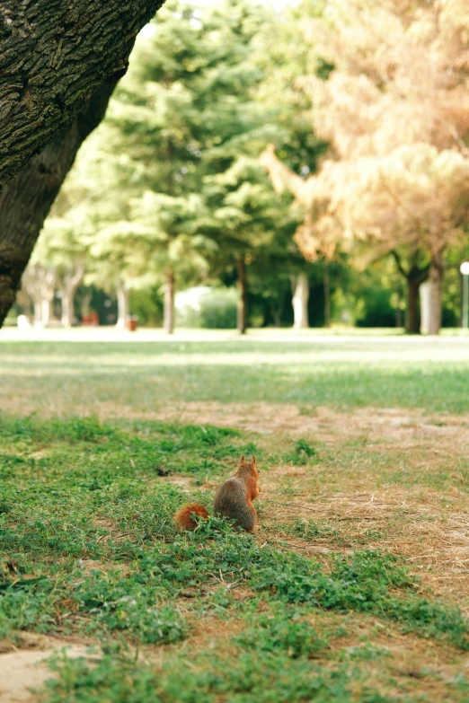 a squirrel sits in the grass under a tree