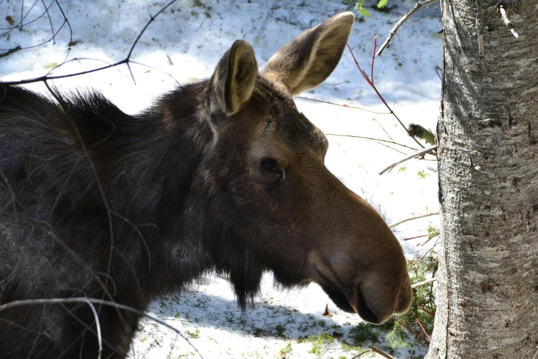 a young moose looks toward the camera as it stands near a tree