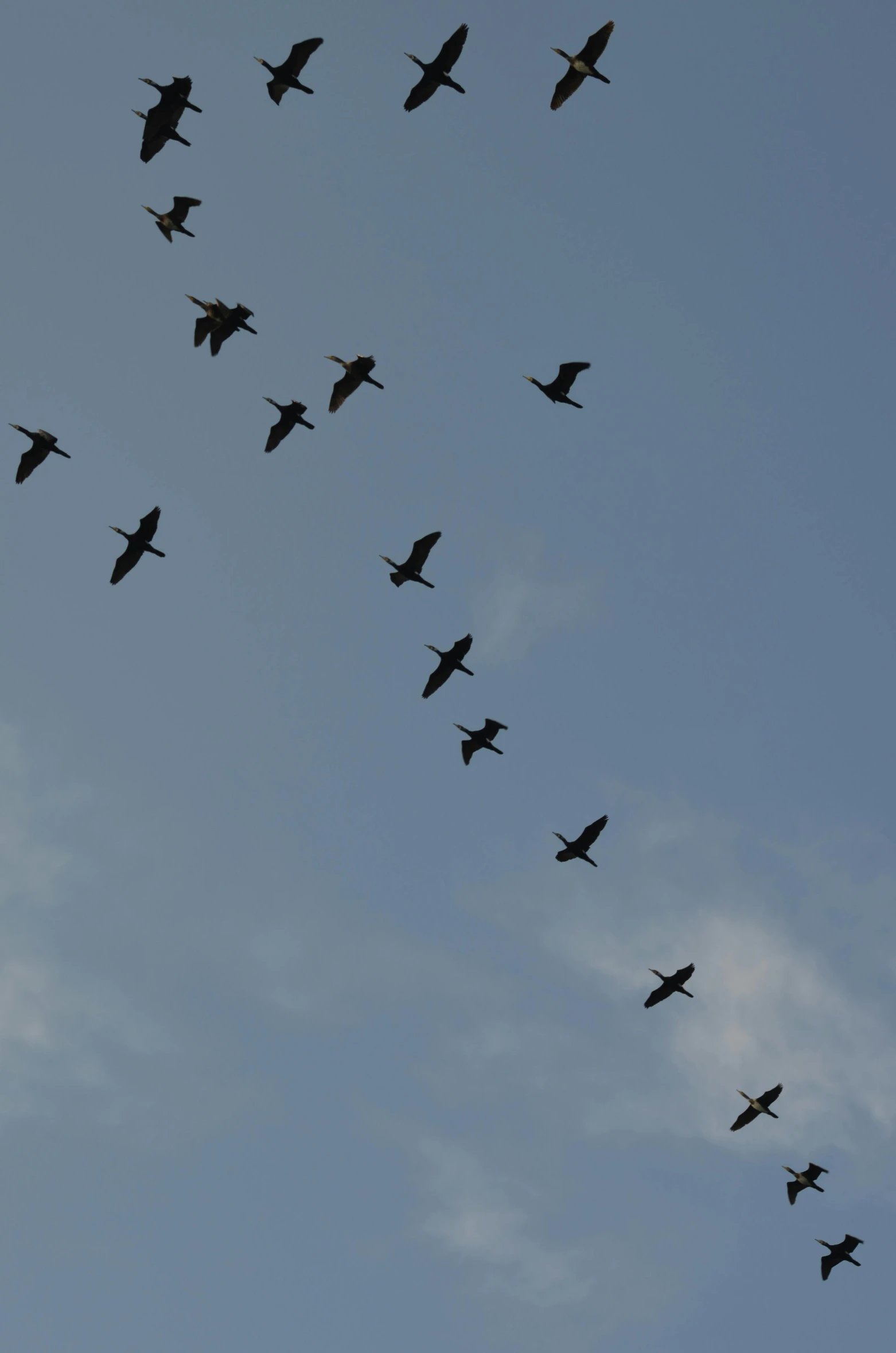 a flock of birds are flying through the air