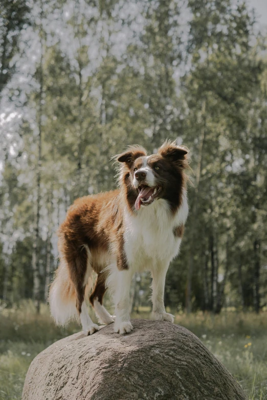 a brown and white dog is standing on a rock