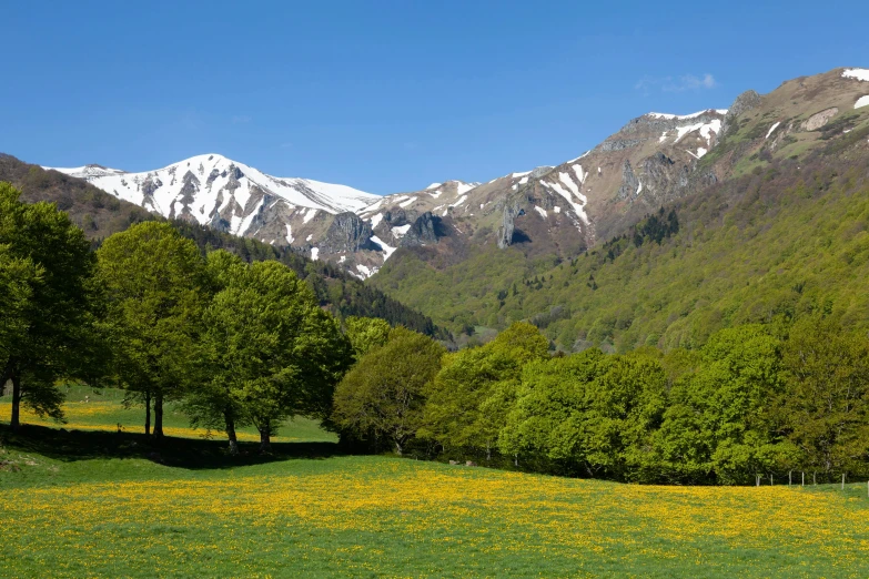 a grassy field has many trees on it