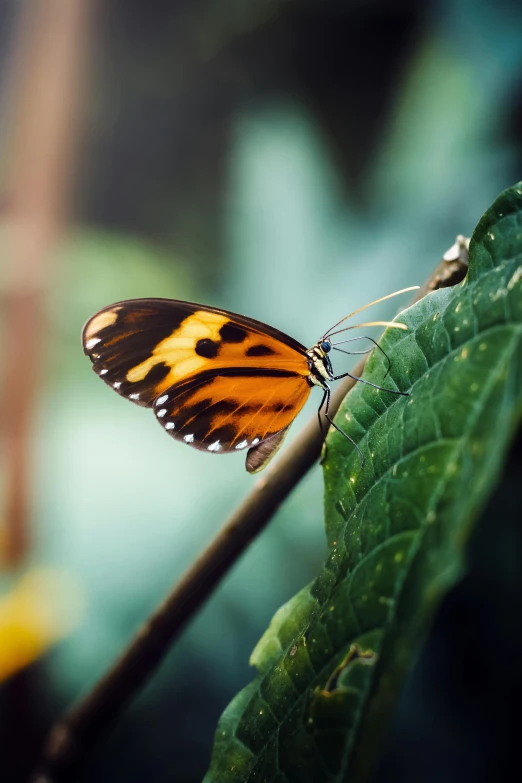 a erfly resting on top of a leaf